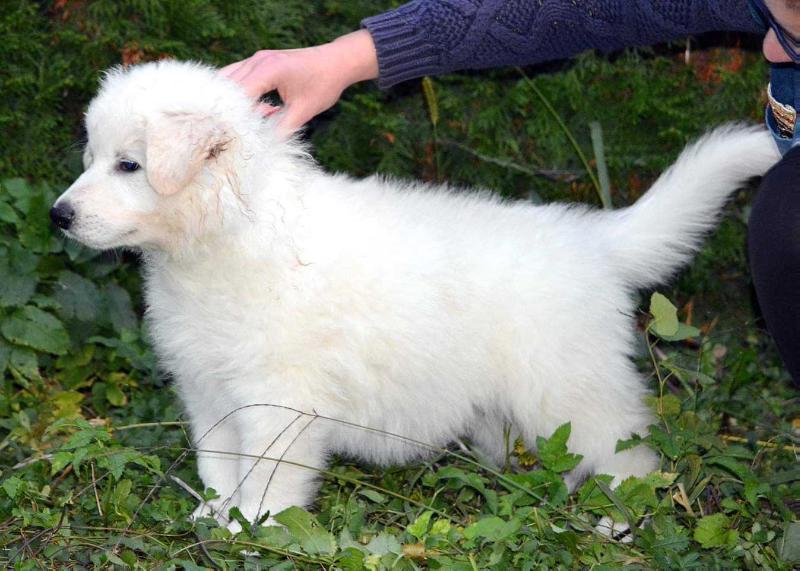 Amos Mountain of white wolves | White Swiss Shepherd Dog 