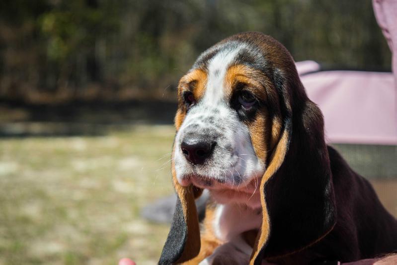 Monarch Basset's Queen Charlotte | Basset Hound 