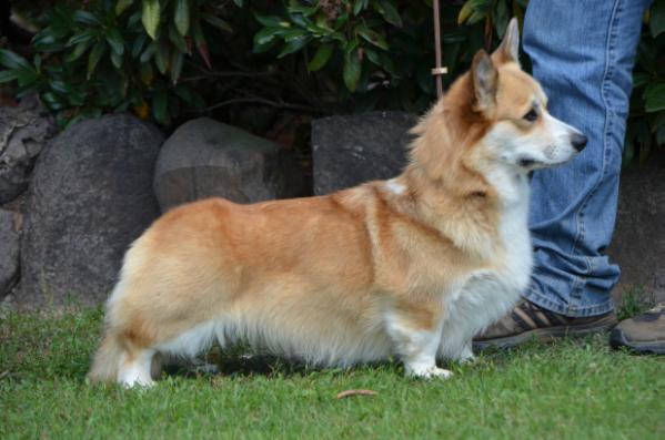 Haywire´s You Better Know | Pembroke Welsh Corgi 