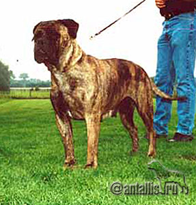 BLACK LADY VOM FRANKENTAL | Bullmastiff 