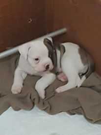 Cetta Bull's Flender | American Bulldog 