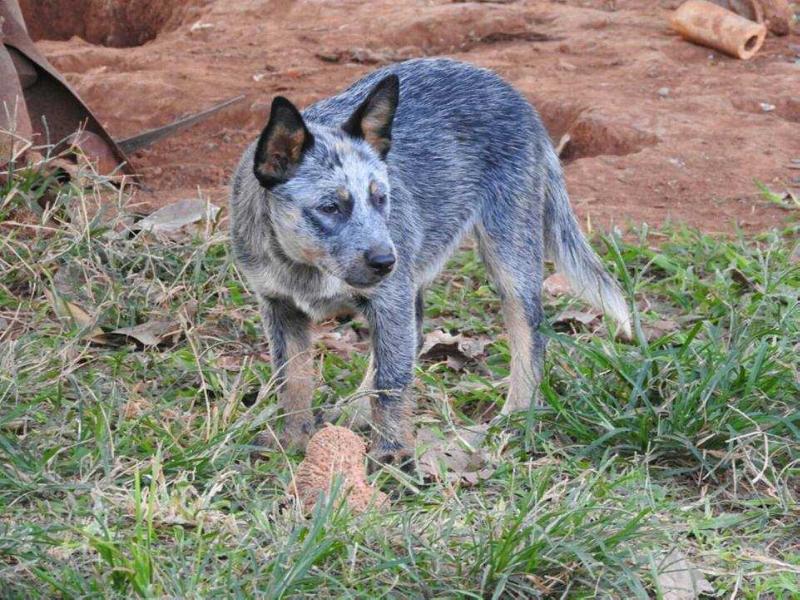 MONTANA BLUE HEELER SELIVON | Australian Cattle Dog 