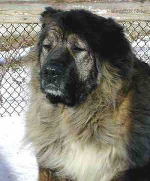 Nurba | Caucasian Mountain Dog 