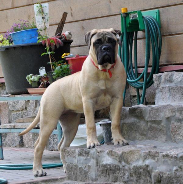 Amber Dream MAYA | Bullmastiff 