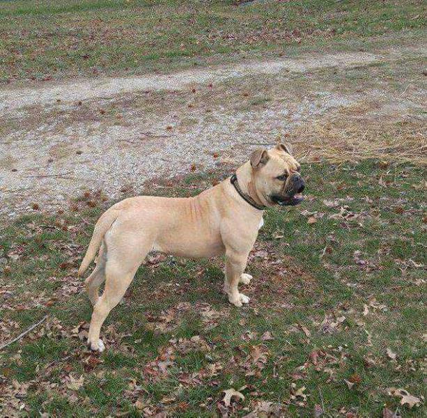 Secrest's caramel of strange's | American Bulldog 