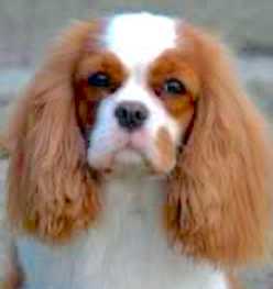 Liane's Revenge Angels | Cavalier King Charles Spaniel 