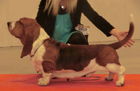 Magdaforssens Tiger | Basset Hound 