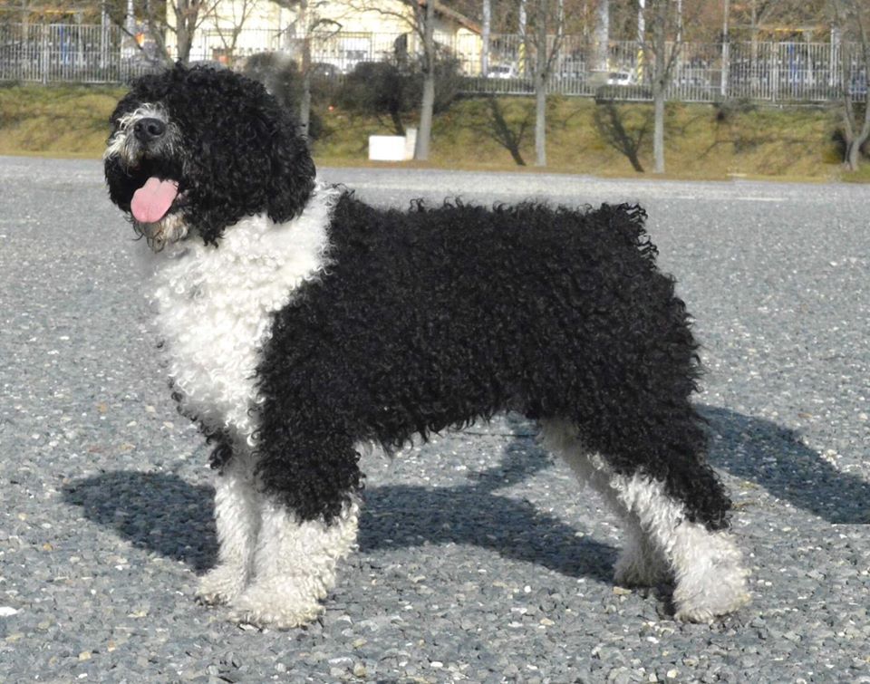 Toboso Del Majaceite | Spanish Water Dog 