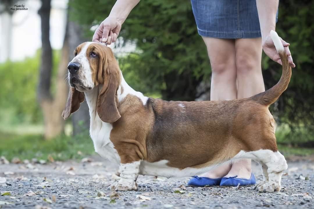 Aster Bass Zara Exzotic Spise | Basset Hound 