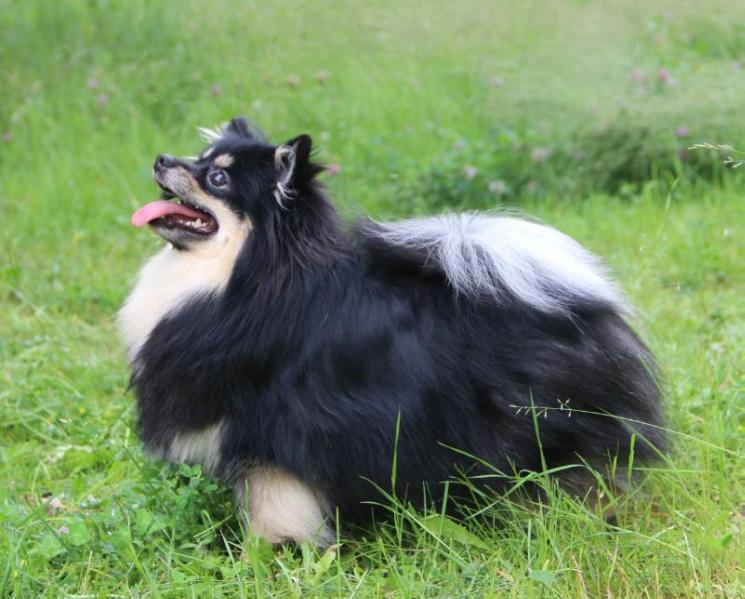 KOH-I-NOOR ZOSIA | German Spitz 