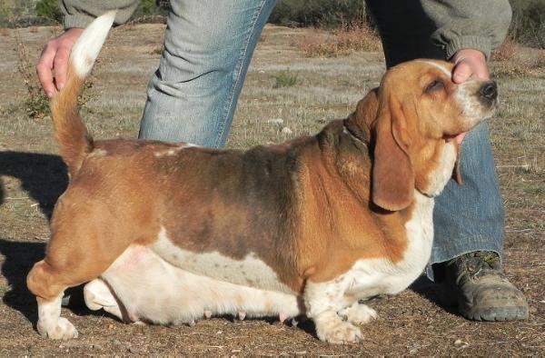 Buena Pieza de Los Banzos | Basset Hound 