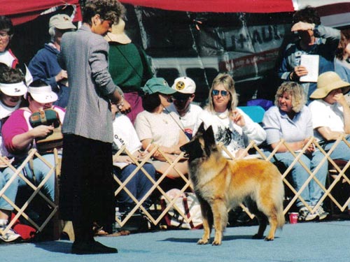 Aftershock Storm Warning | Belgian Tervuren 