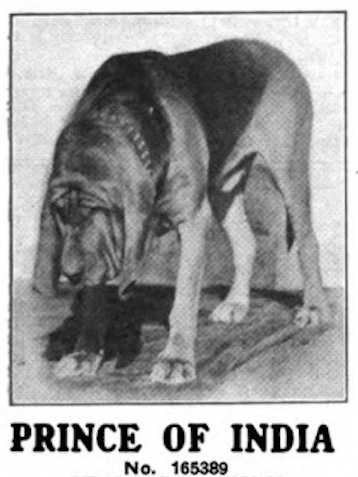 Prince of India B 165389 | Bloodhound 