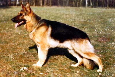 Olly vom Wolfsburger Schloß | German Shepherd Dog 