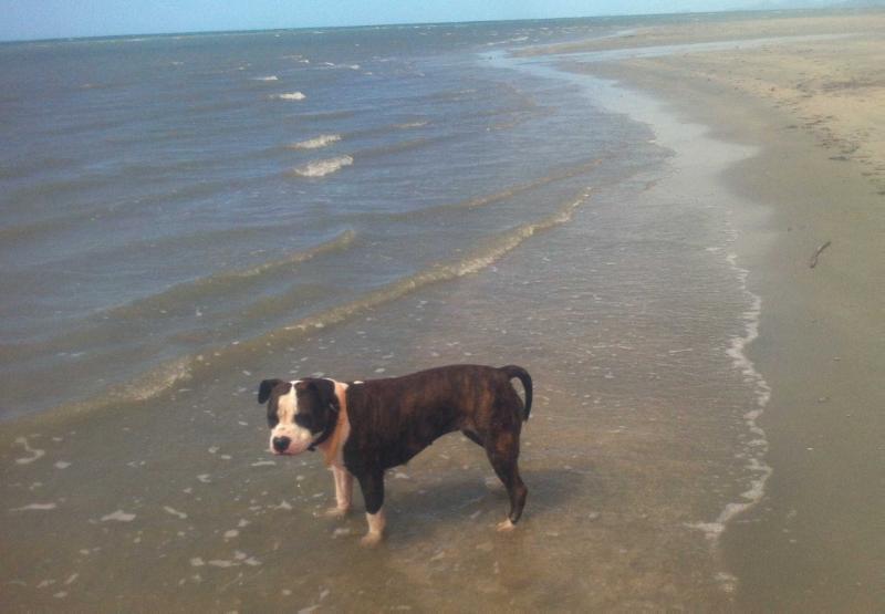 Zephyramstaf Tabberts Lil Fire (AI) | American Staffordshire Terrier 