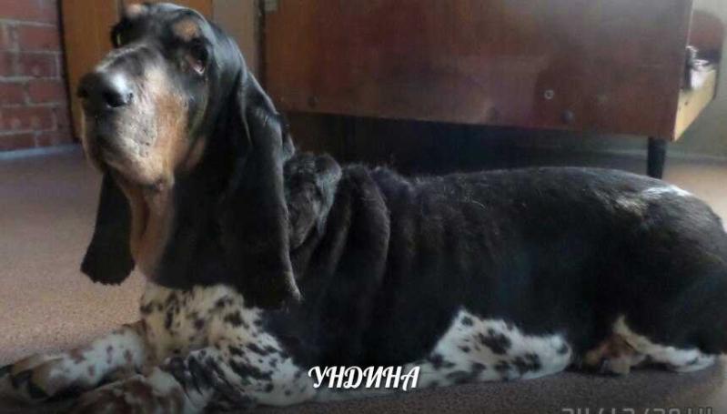 UNDINA SED BEAUTY | Basset Hound 