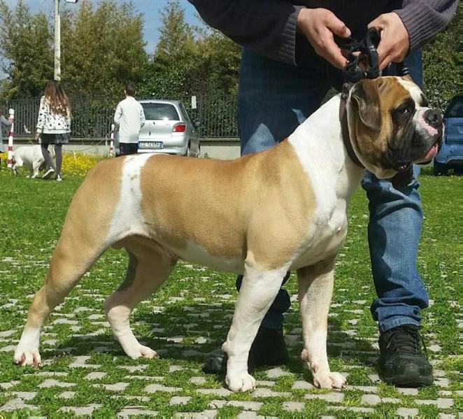 Picchiotti's Diesel aka Zeus | American Bulldog 