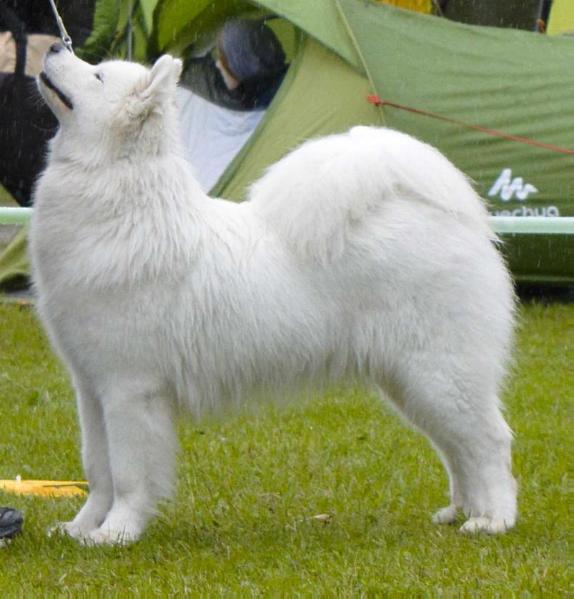 NEMEZIS OF ROSE Vidnavská záre | Samoyed 