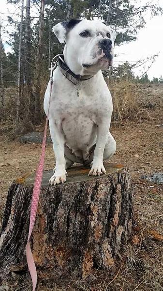 CAK'S MISS SCARLET | Alapaha Blue Blood Bulldog 