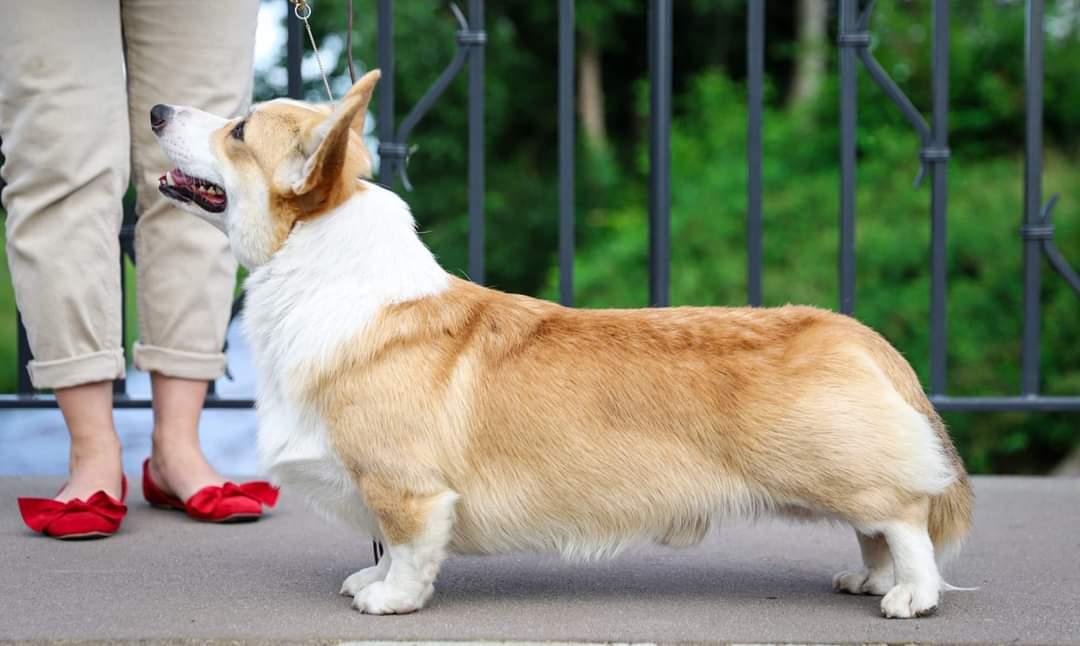 Andvol Bamboleo | Pembroke Welsh Corgi 