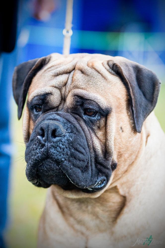 Terremoto Alma Stone | Bullmastiff 