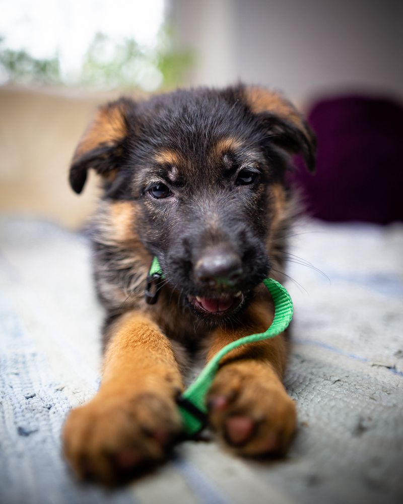 Siluma Laukine vilkauoge | German Shepherd Dog 