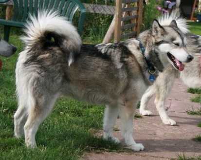 Totemtok Nanook Des Rives Du Haut Verdon | Alaskan Malamute 