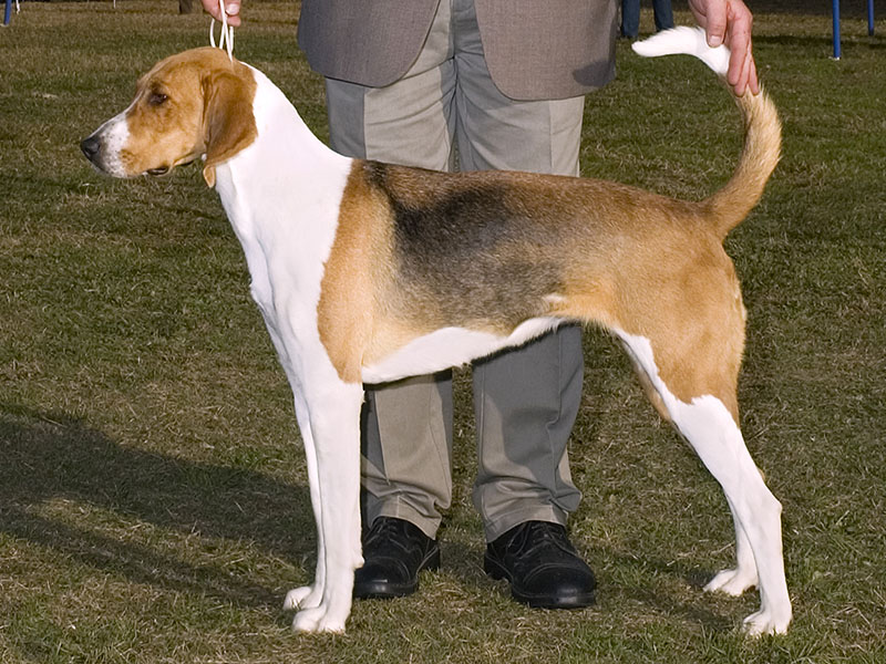 English Foxhound