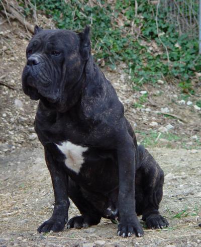 Gladio | Cane Corso 