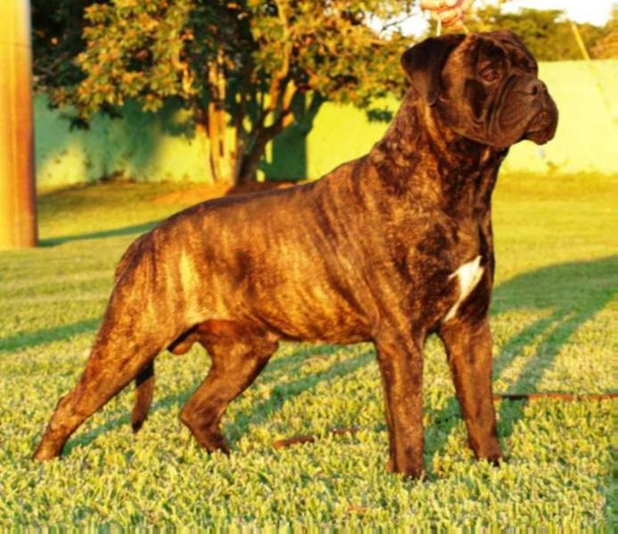 Bandog's Django of Alzaga | Bullmastiff 