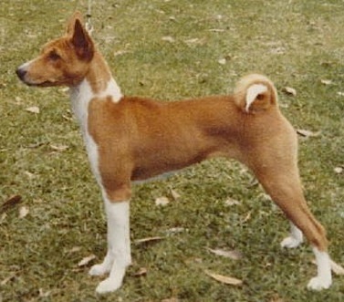 Afrika Cexe Cindy | Basenji 