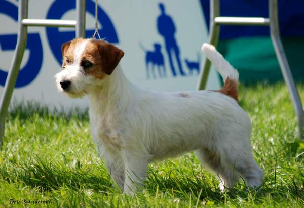 Pandora Pearl Host Of Angels | Jack Russell Terrier 