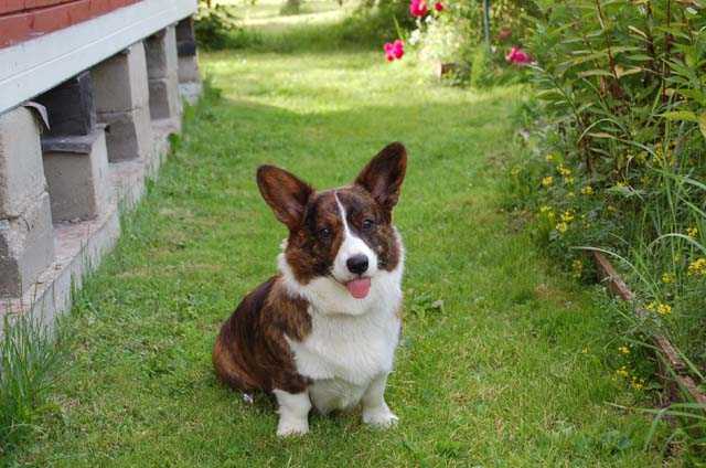 Yardican Harmony | Cardigan Welsh Corgi 