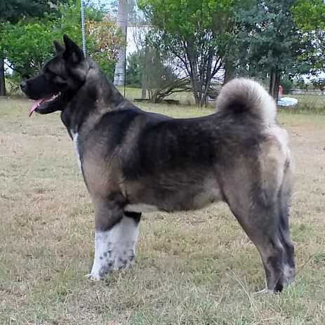 Rita (Canto) | Akita 
