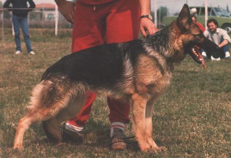 Gilda dell' Isola dei Baroni | German Shepherd Dog 