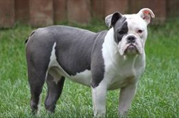 Hellrazzors Halle Berry | Olde English Bulldogge 