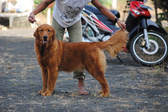 Albatross Winnie Mac Laine's | Golden Retriever 