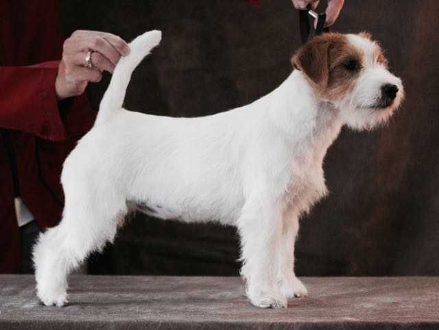 All Jacks Absolute Beginner | Jack Russell Terrier 