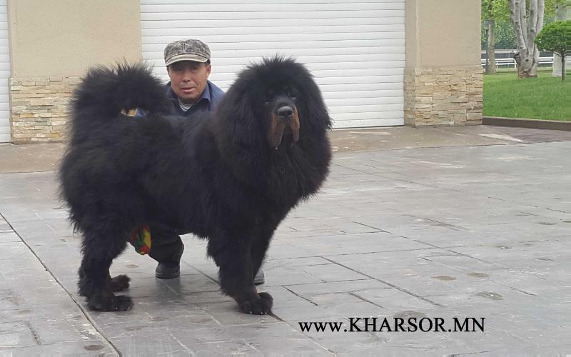 Xiao Hei | Tibetan Mastiff 