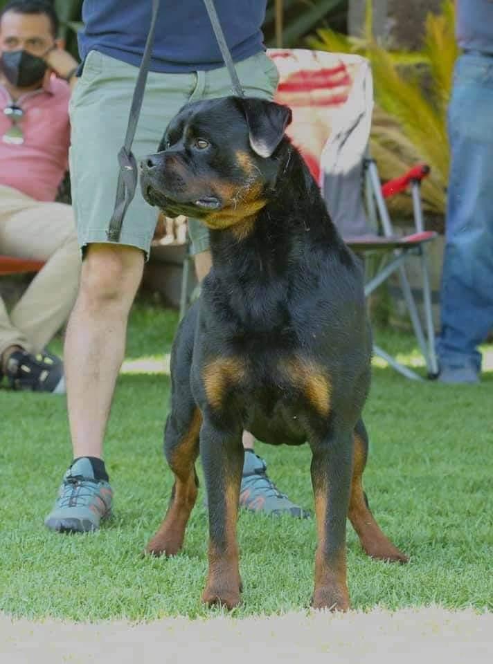 Sam de Xeyver | Rottweiler 