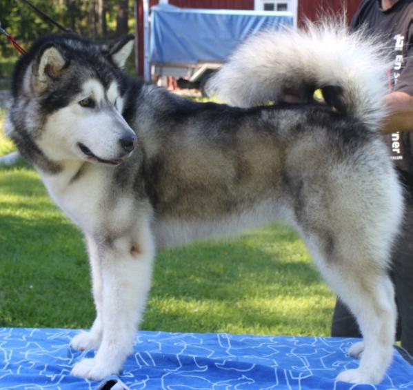 Cahppes Princess Valetta | Alaskan Malamute 