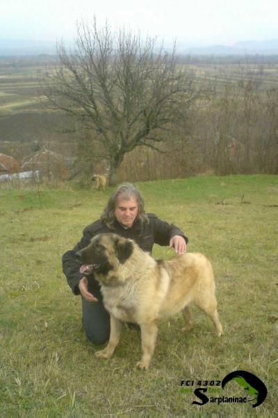 Krom FCI 4302 | Yugoslavian Shepherd Dog-Sarplaninac 