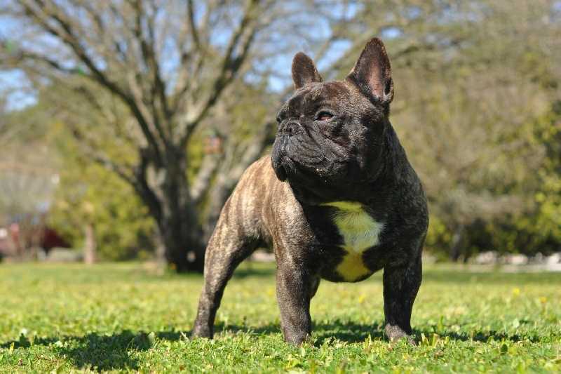 Fancibul royal flush du vallon de beaumont | French Bulldog 