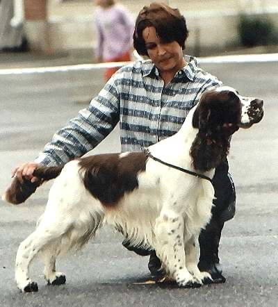 Adamant's Golden Boy | English Springer Spaniel 