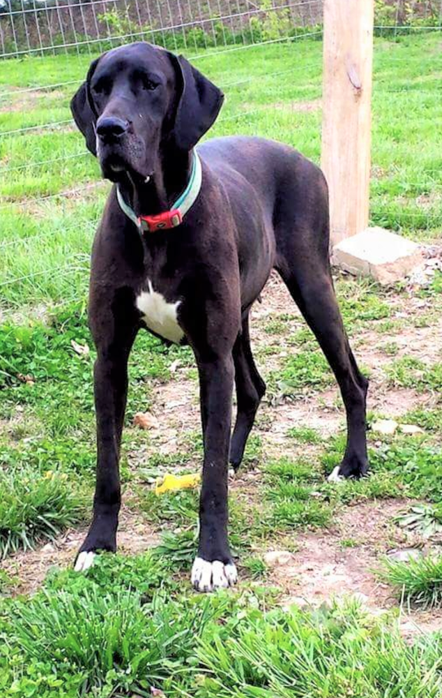 TOCGD Showered in Black Gold | Great Dane 