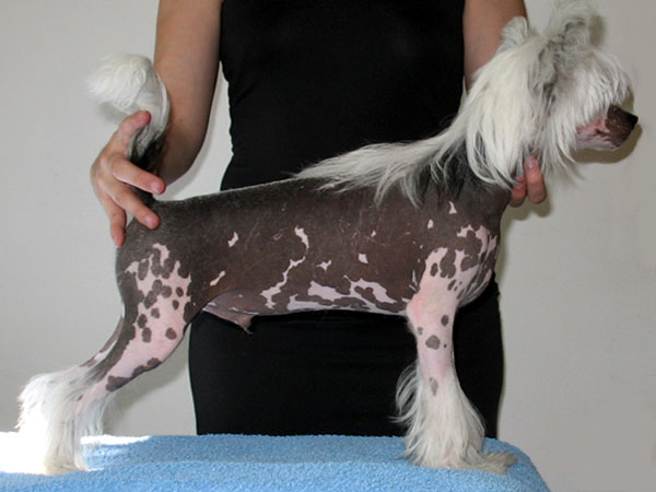 XARGOS Rosa Thea | Chinese Crested 