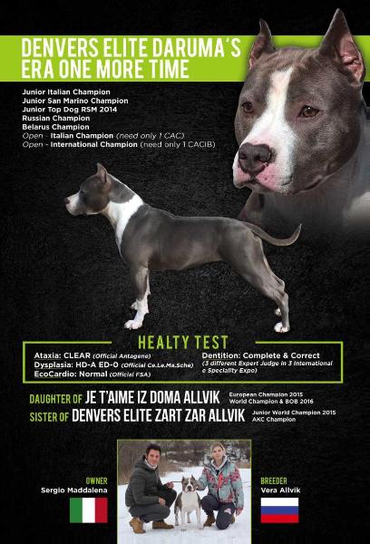 Denvers Elite Daruma's Era One More Time | American Staffordshire Terrier 
