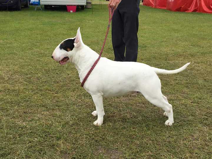 Emred Devils Tri Star | Bull Terrier 