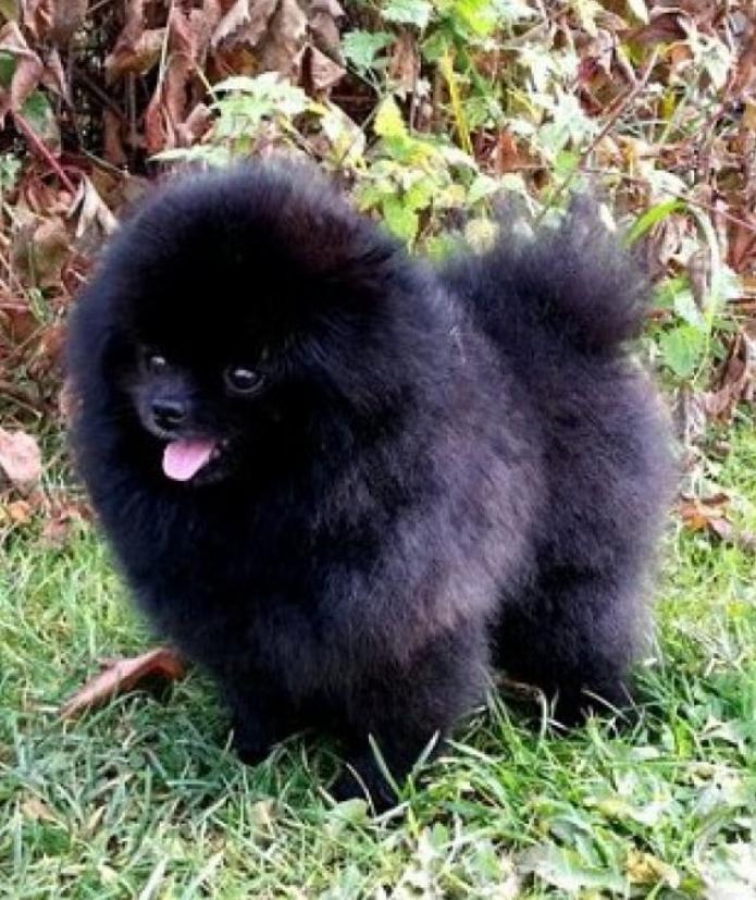 Mari De Miro Roling Stone | German Spitz 