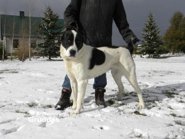 Nuri z Karagandy | Central Asian Shepherd Dog 